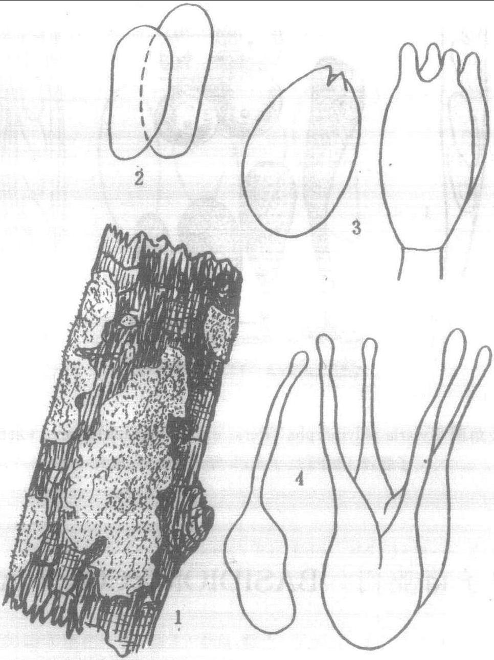 1.中国刺皮菌 (图3)